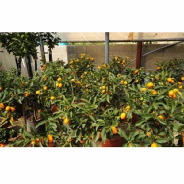 Il Giardino nel Canneto  - Foto 5