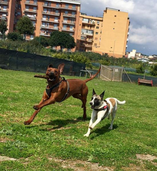 Dog School Catania - Foto 5