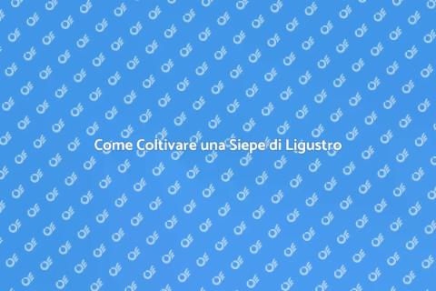 Coltivare una Siepe di Ligustro