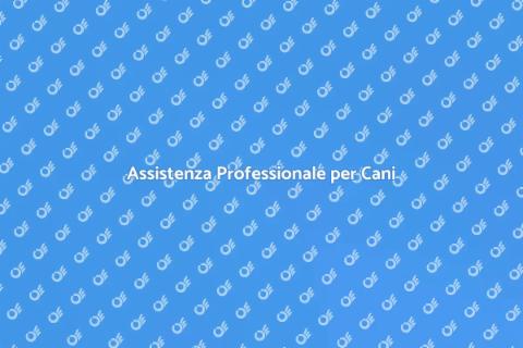 Dog Sitting Professionale per i Tuoi Cani