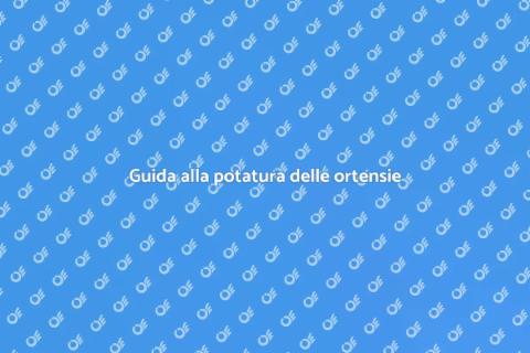 Potatura ortensie per piante rigogliose