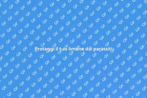 Limone: proteggilo dai parassiti
