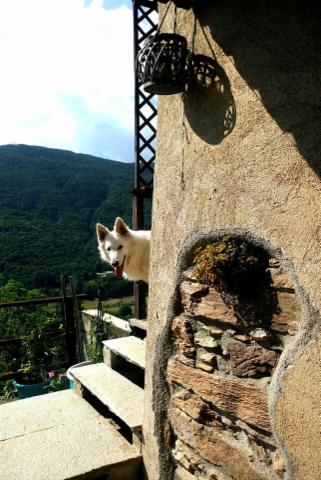 dogsitting, gruppi di dogtrekking e socializzazioni - Foto 19