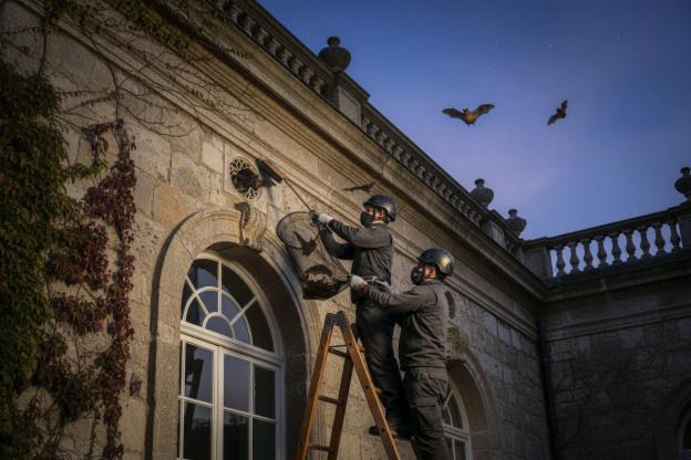 Quanto costa rimuovere i pipistrelli?