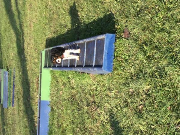 Lauretta Vicari Smiling Dogs - Foto 11