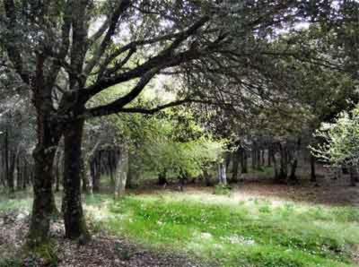 Mdm Consulenze e Servizi di Igiene Ambientale  - Foto 2
