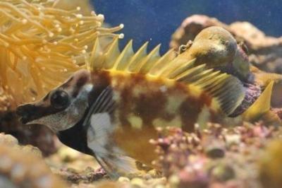Seaworld Aquarium  - Foto 5