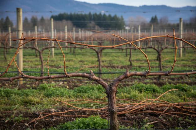 Guida alla Potatura degli Alberi