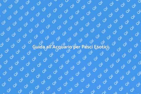 Acquario per Pesci Esotici: Guida