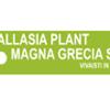 Allasia Plant Magna Grecia 