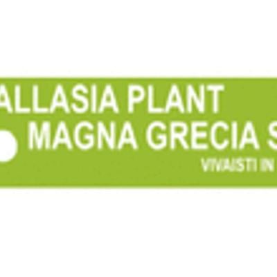 Allasia Plant Magna Grecia