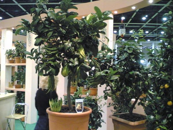 Manza Floricoltura  - Foto 6