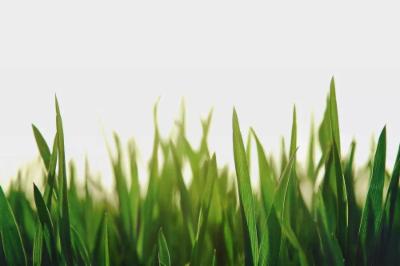 Rullatura del tuo giardino: ecco perché e quando farla!