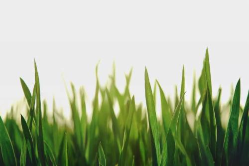 Rullatura del giardino: quando e perché farla