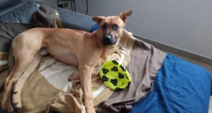 Dog Sittwe - Foto 2