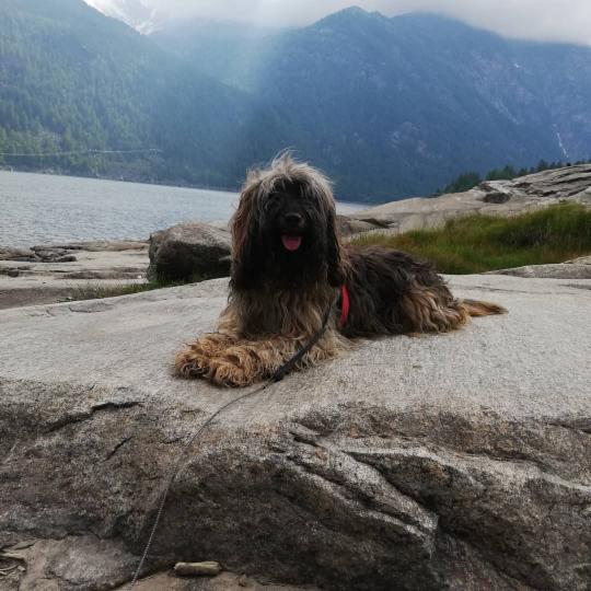 Dog sitter - Foto 3
