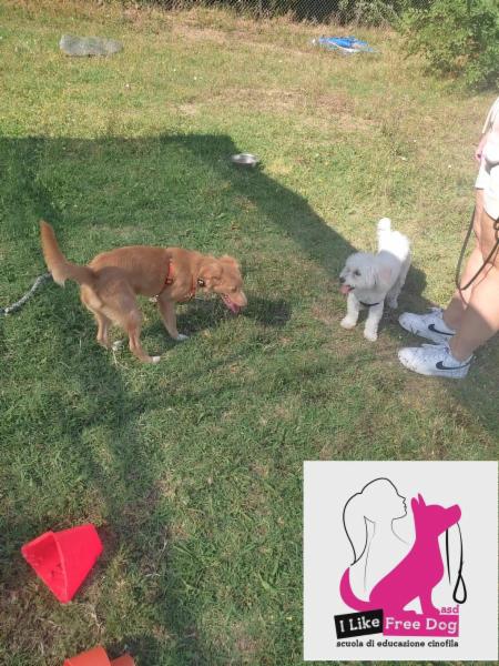 I LIKE FREE DOG ASD scuola di educazione cinofila - Foto 5