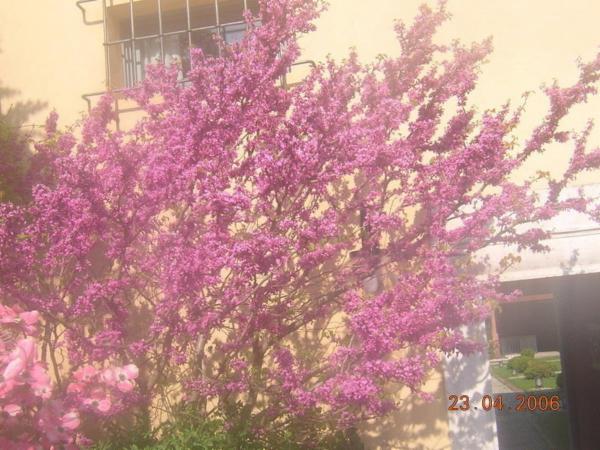 Manza Floricoltura  - Foto 7