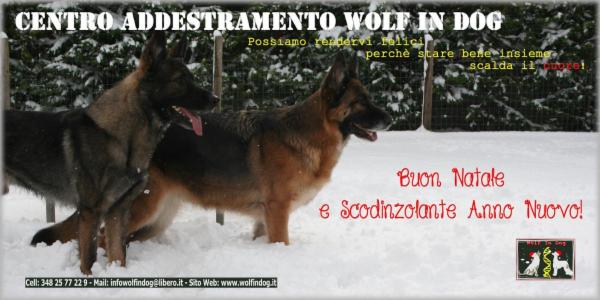 Wolf In Dog di Barbara de Risi - Foto 7