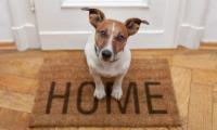 Cani in casa: le regole di convivenza per gestirli al meglio
