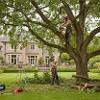 Come Trovare Potatori per Potare o Rimuovere Alberi