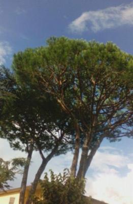 Il Pinolo Giardinaggio  - Foto 6