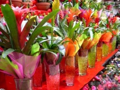 Vitalflor  - Foto 7