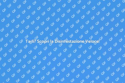 Disinfestazione Tarli Veloce e Efficace