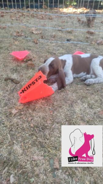 I LIKE FREE DOG ASD scuola di educazione cinofila - Foto 3