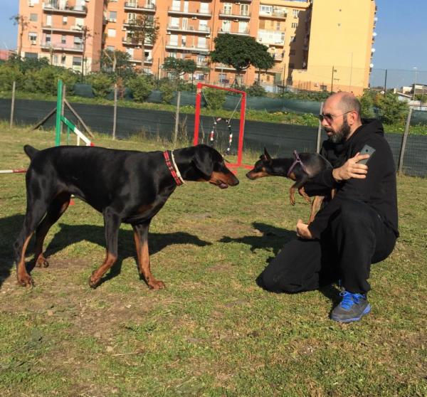 Dog School Catania - Foto 11