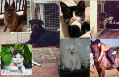 Dog sitter - Foto 8