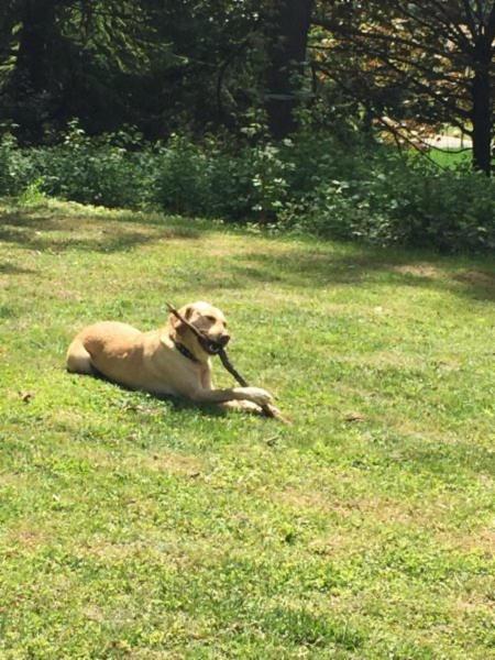Dogs Accademy - Foto 2