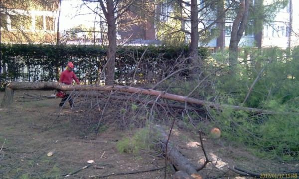 Master Giardini snc - Foto 5