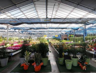 Florgarden  - Foto 9