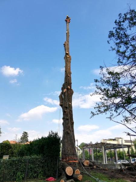 Treestylist - Foto 6