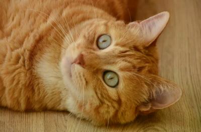 Gatto in appartamento? Ecco alcuni utili consigli da tenere a mente