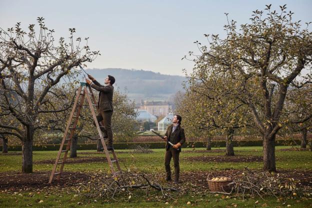 Quanto costa effettuare una potatura degli alberi?
