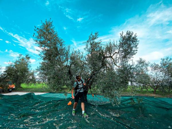 ARTE ET AGRICOLTURA DI ENRICO ARIO ROCCHI - Foto 6
