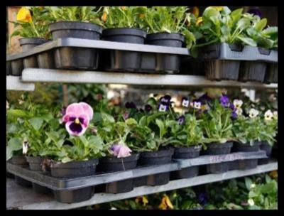 Azienda Florivivaistica Mannini & Brogi  - Foto 7