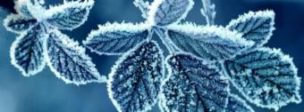 Piante da terrazzo: ecco come farle sopravvivere al gelo invernale