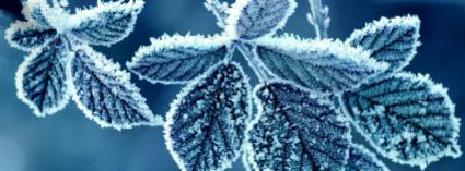 Piante: ecco come farle sopravvivere al gelo invernale