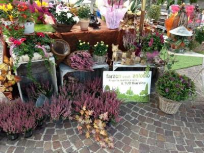 Azienda Florovivaistica Faraon Antonio  - Foto 3
