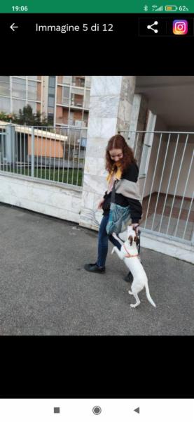 Dog/cat/pet sitter a Torino - Foto 7
