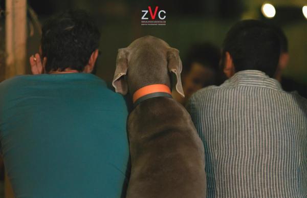 Valerio Ziccanu Chessa - Foto 20