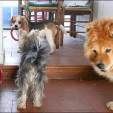 DogSoul - Foto 3