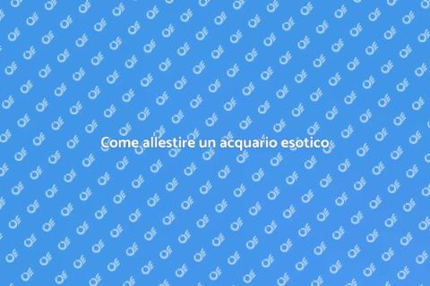Acquario per pesci esotici: guida