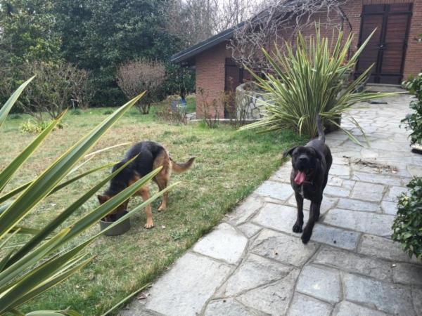 Dogs Accademy - Foto 5