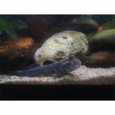 Aquarium  - Foto 7