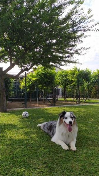 Tanto verde, amore e gioco - Foto 3
