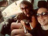 Dog sitter - Foto 24